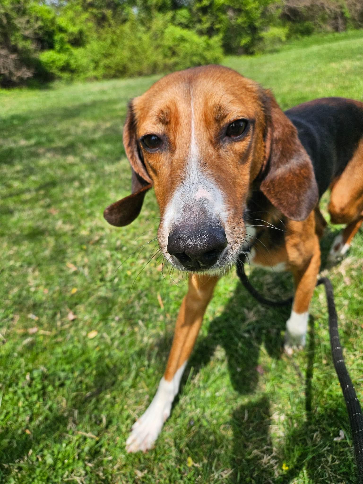 Enlarge Lil Fork, a ADOPTABLE Hound in Culpeper, VA image 1/4