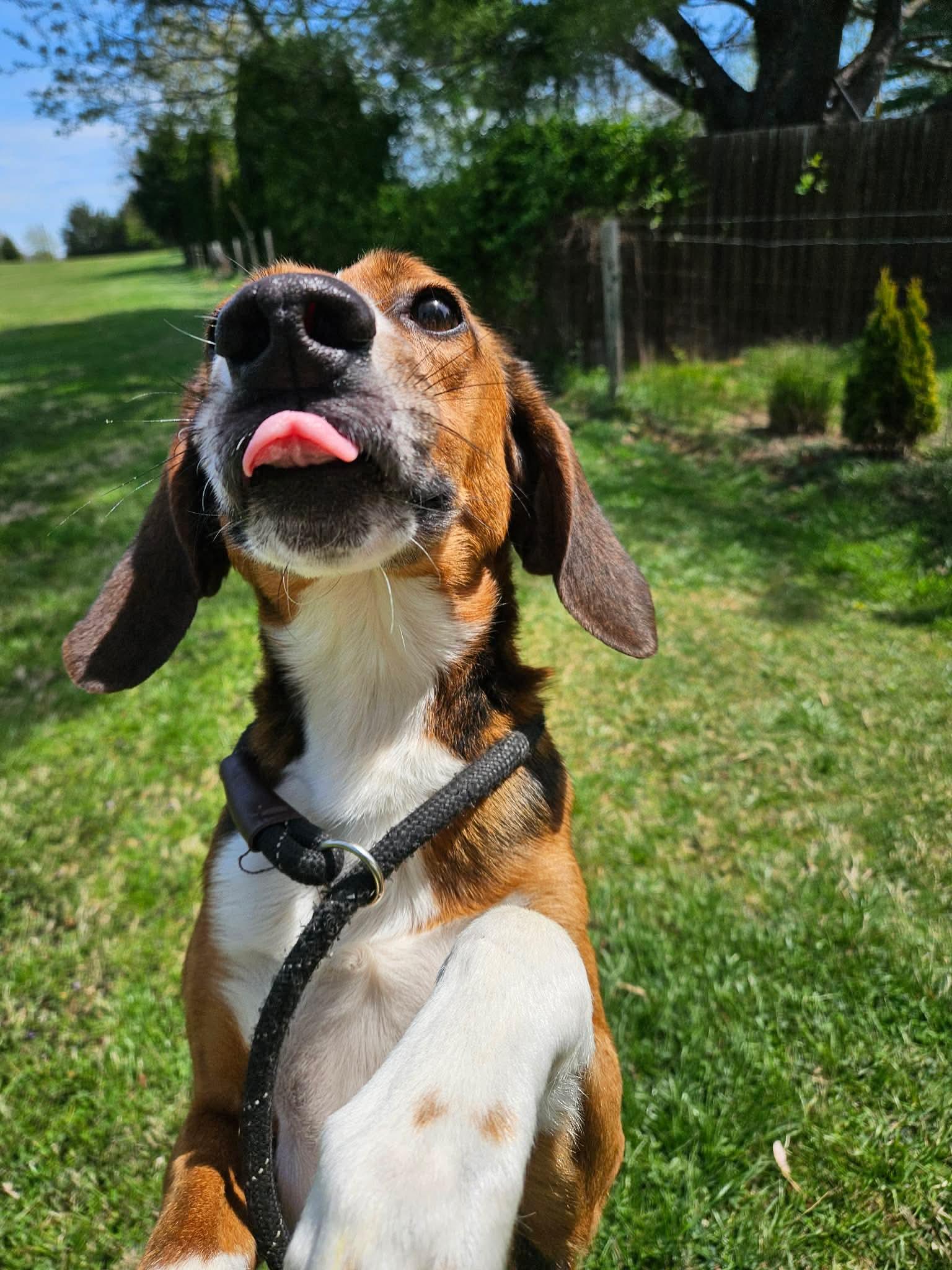 Lil Fork, a ADOPTABLE Hound in Culpeper, VA image 2/2