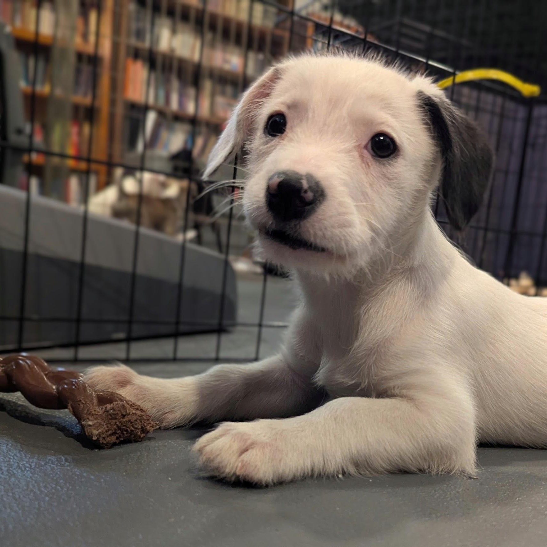 Enlarge Daphne, an adopted mixed breed in Sparta, NJ image 2/4