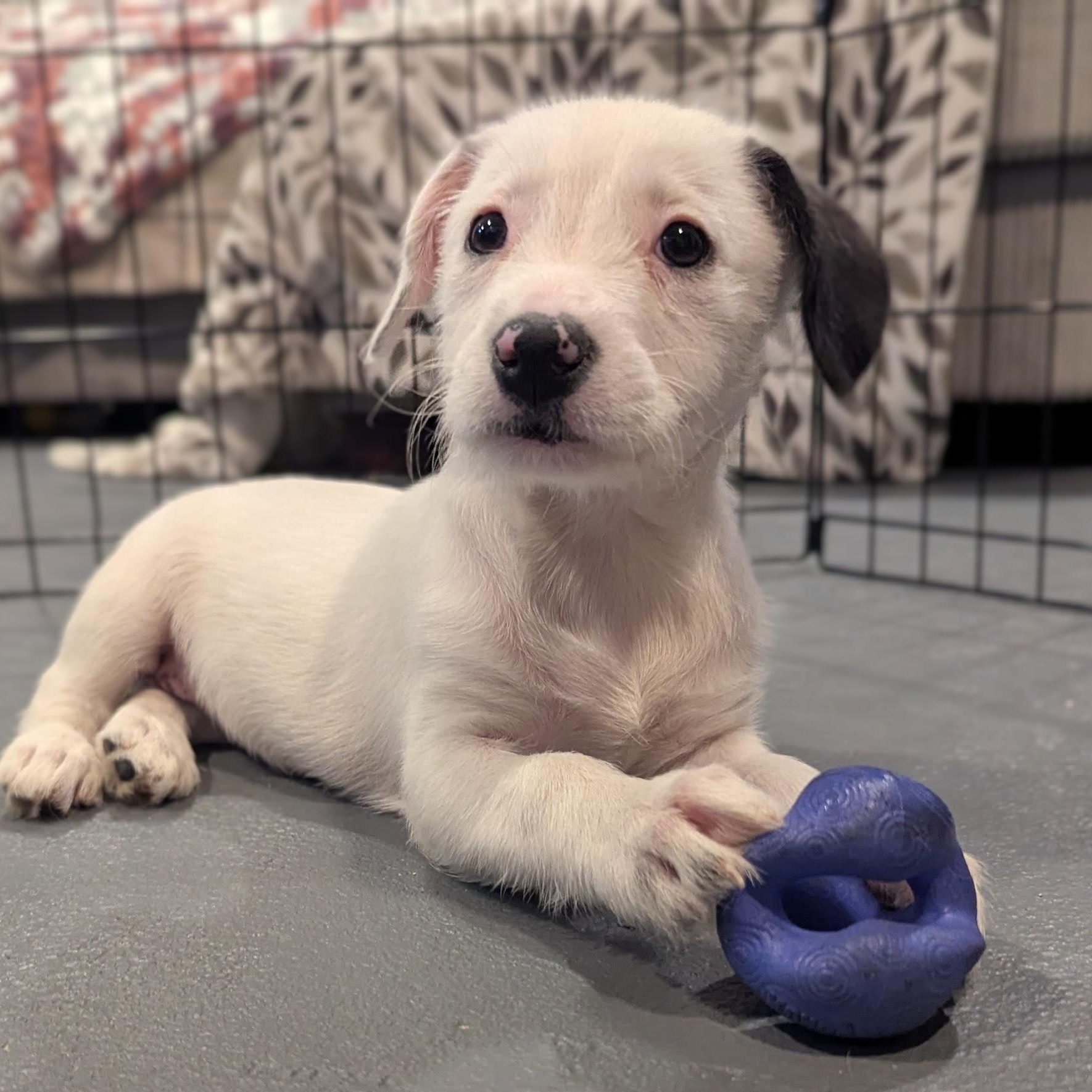 Enlarge Daphne, an adopted mixed breed in Sparta, NJ image 3/4