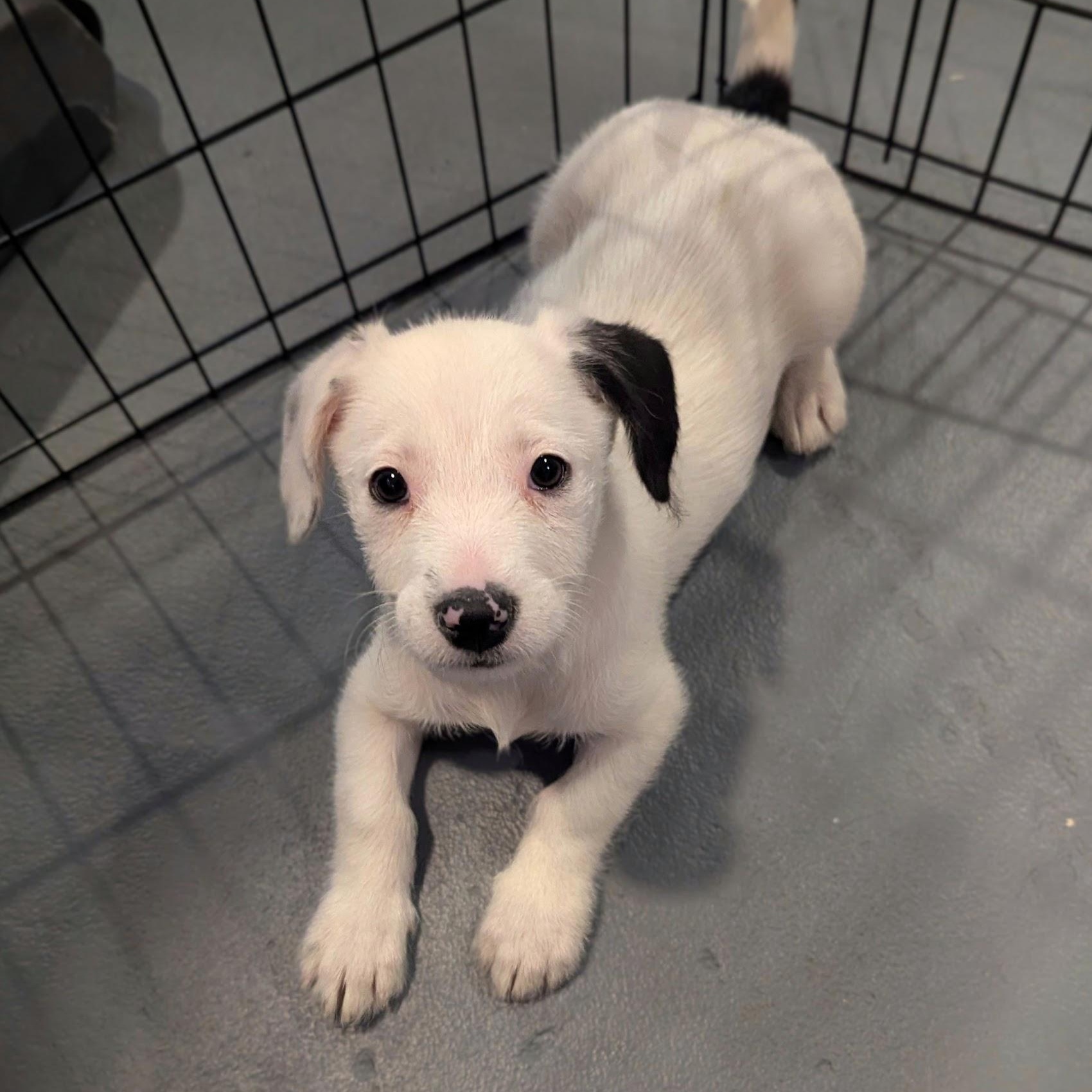 Enlarge Daphne, an adopted mixed breed in Sparta, NJ image 1/4