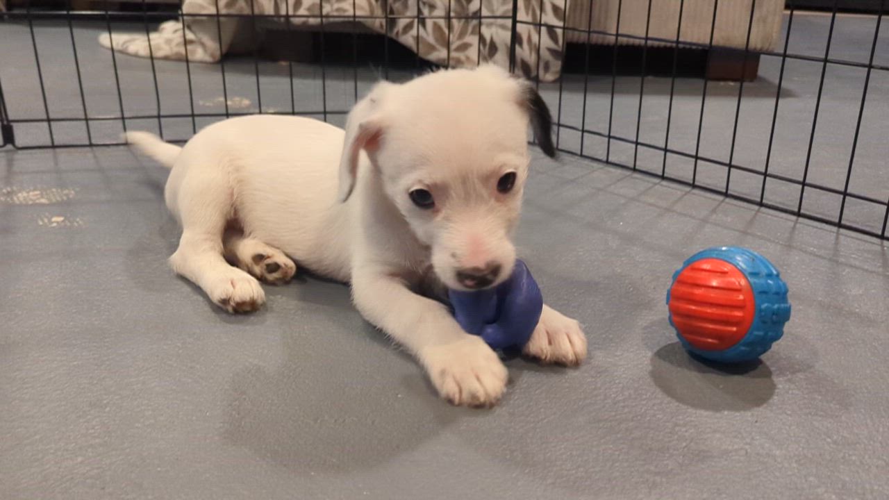 Enlarge Daphne, an adopted mixed breed in Sparta, NJ video 4/4