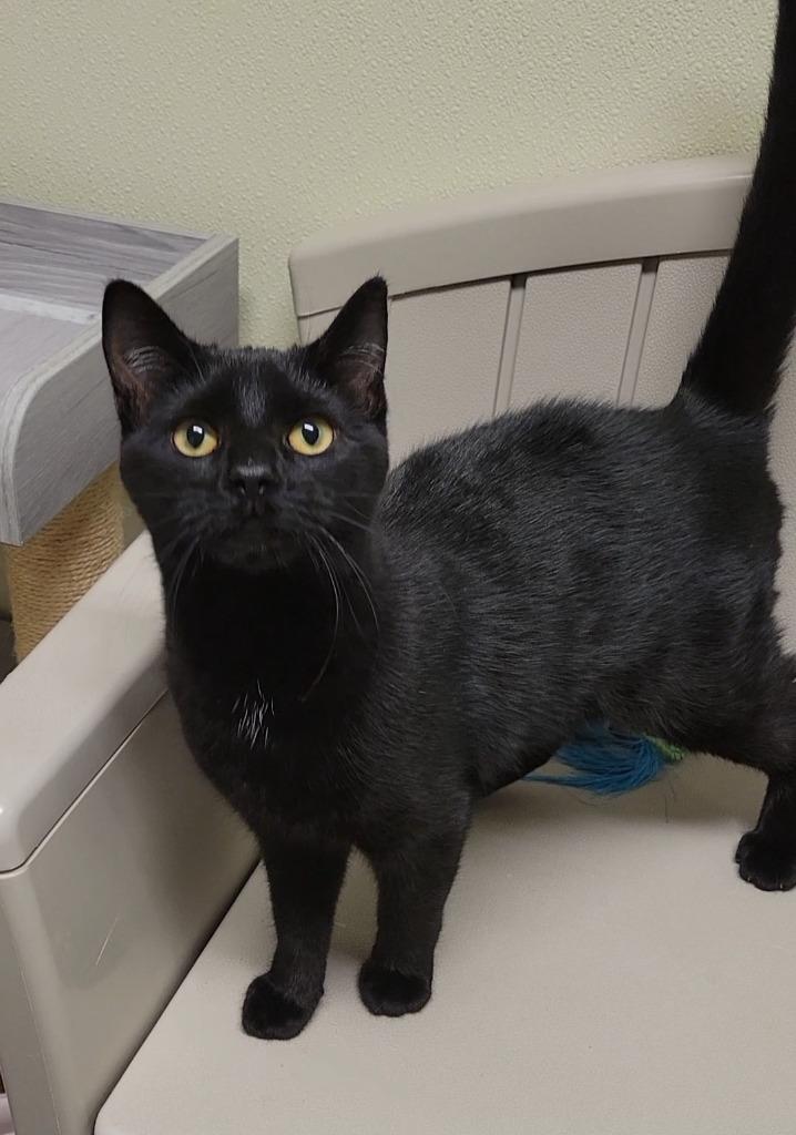 TOPHER, Adoptable, Young Male Domestic Short Hair.