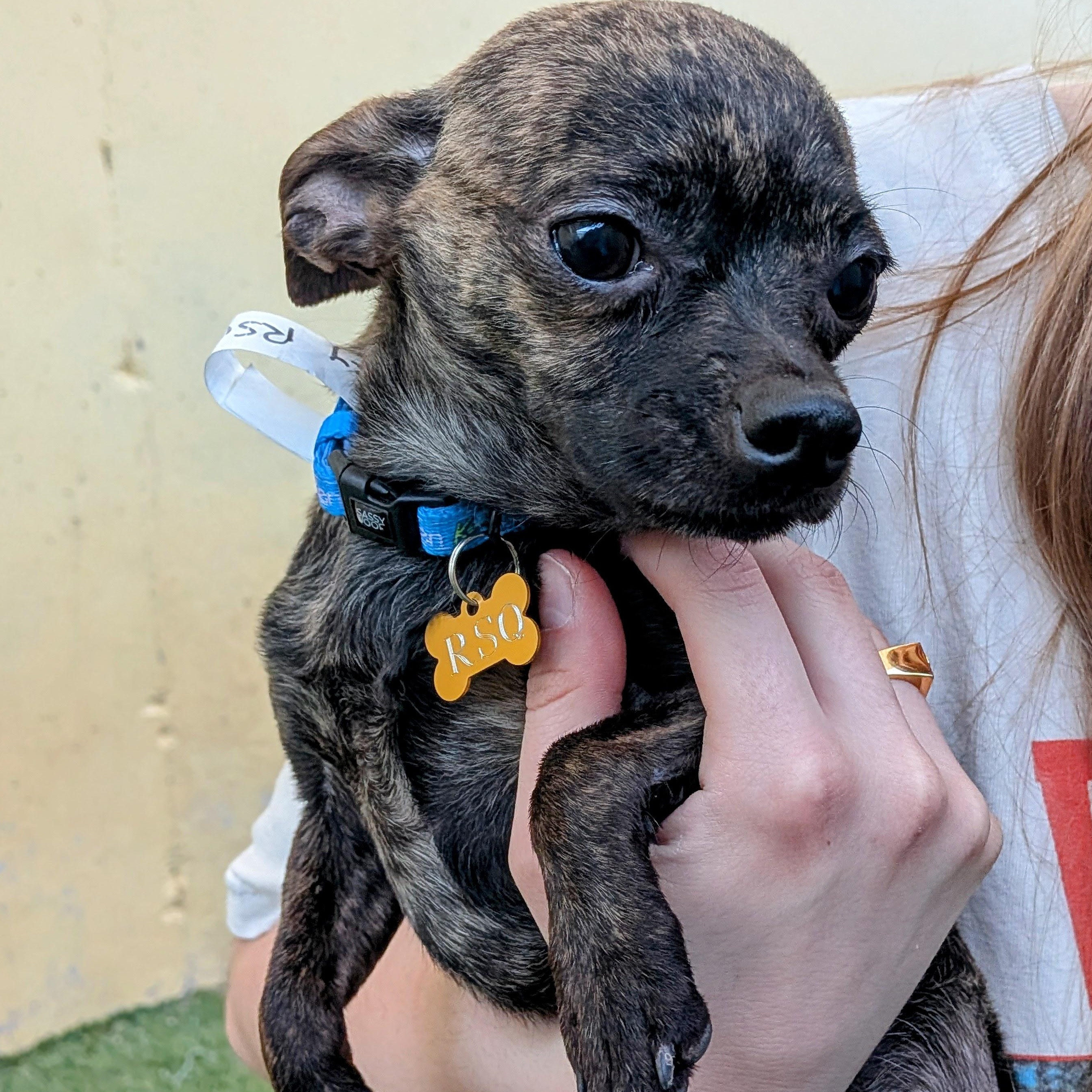 Enlarge Joey, an adopted mixed breed in St. George, UT image 2/3