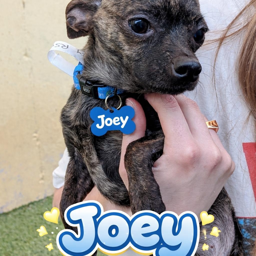 Enlarge Joey, an adopted mixed breed in St. George, UT image 3/3