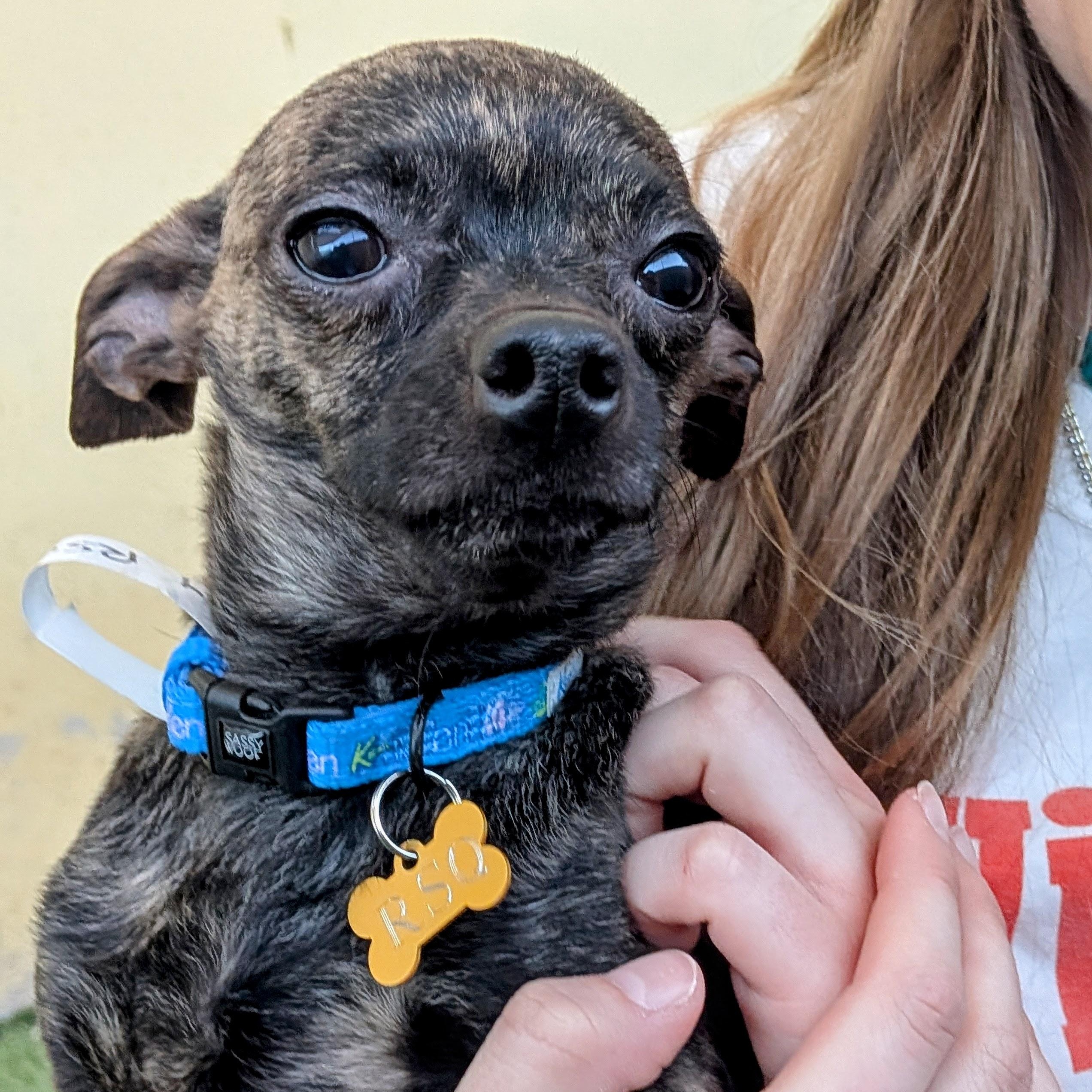 Joey, adopted, Young Male Chihuahua.