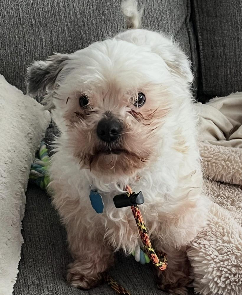 Enlarge Fluff, a Adoptable mixed breed in Frankfort, NY image 1/4