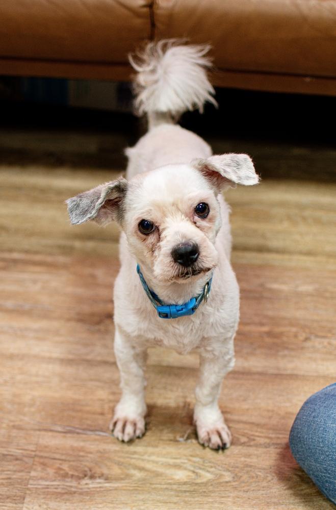Enlarge Fluff, a Adoptable mixed breed in Frankfort, NY image 1/2