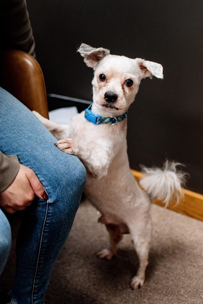 Fluff, Adoptable, Adult Male Shih Tzu.