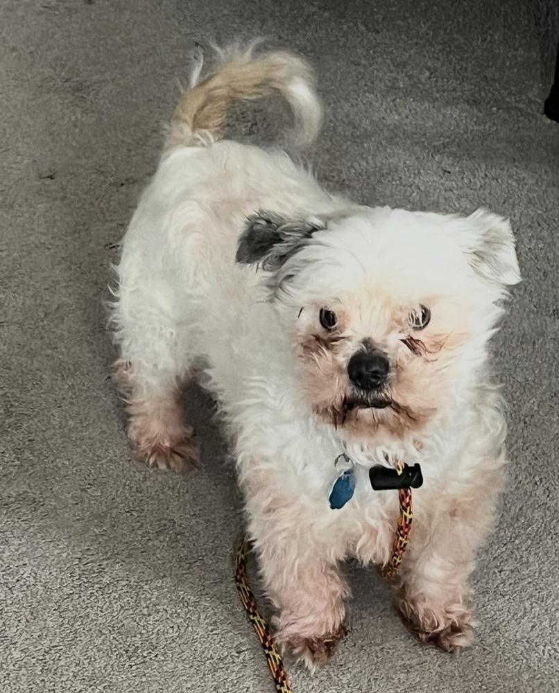 Enlarge Fluff, a Adoptable mixed breed in Frankfort, NY image 4/4