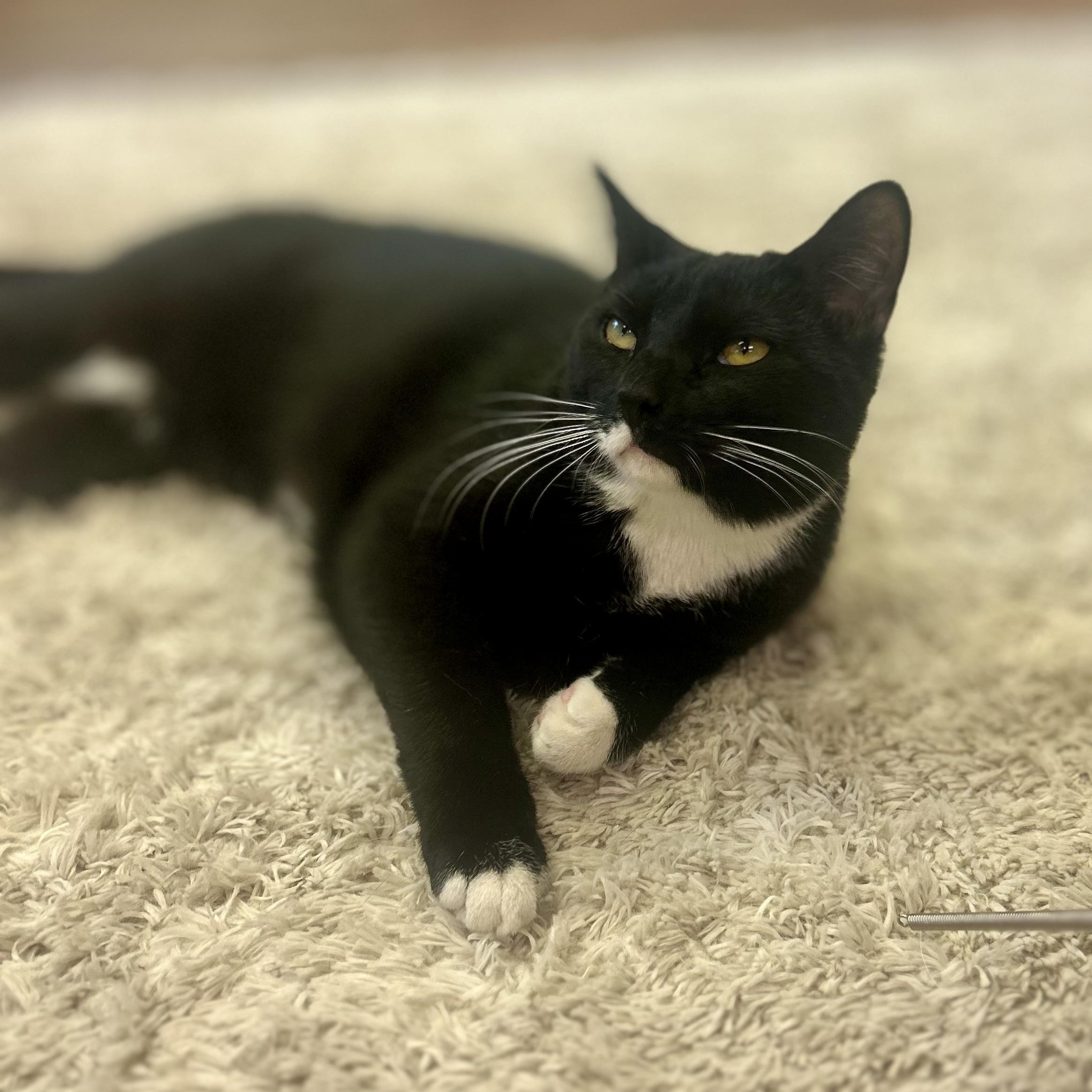 Enlarge Atlas, a Adoptable Domestic Short Hair in Philadelphia, PA image 7/8