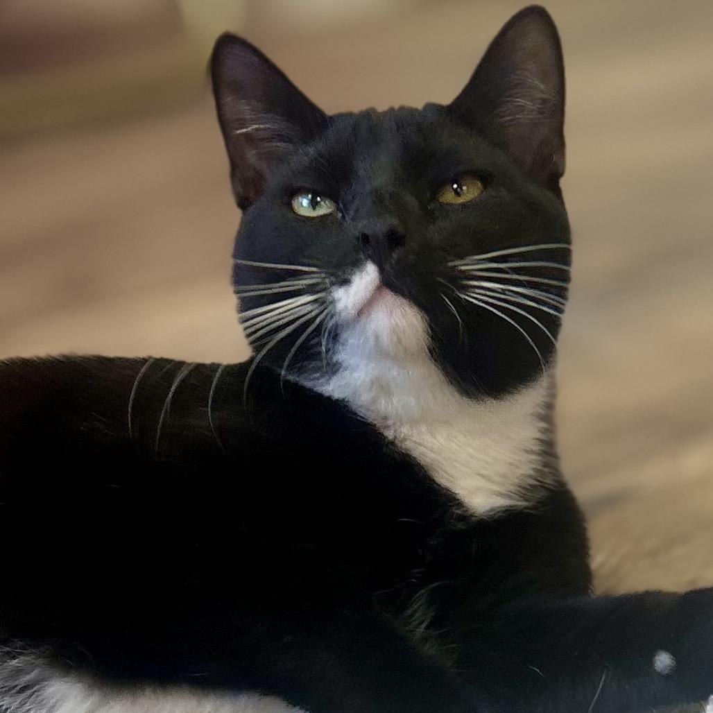 Atlas, Adoptable, Adult Male Domestic Short Hair.