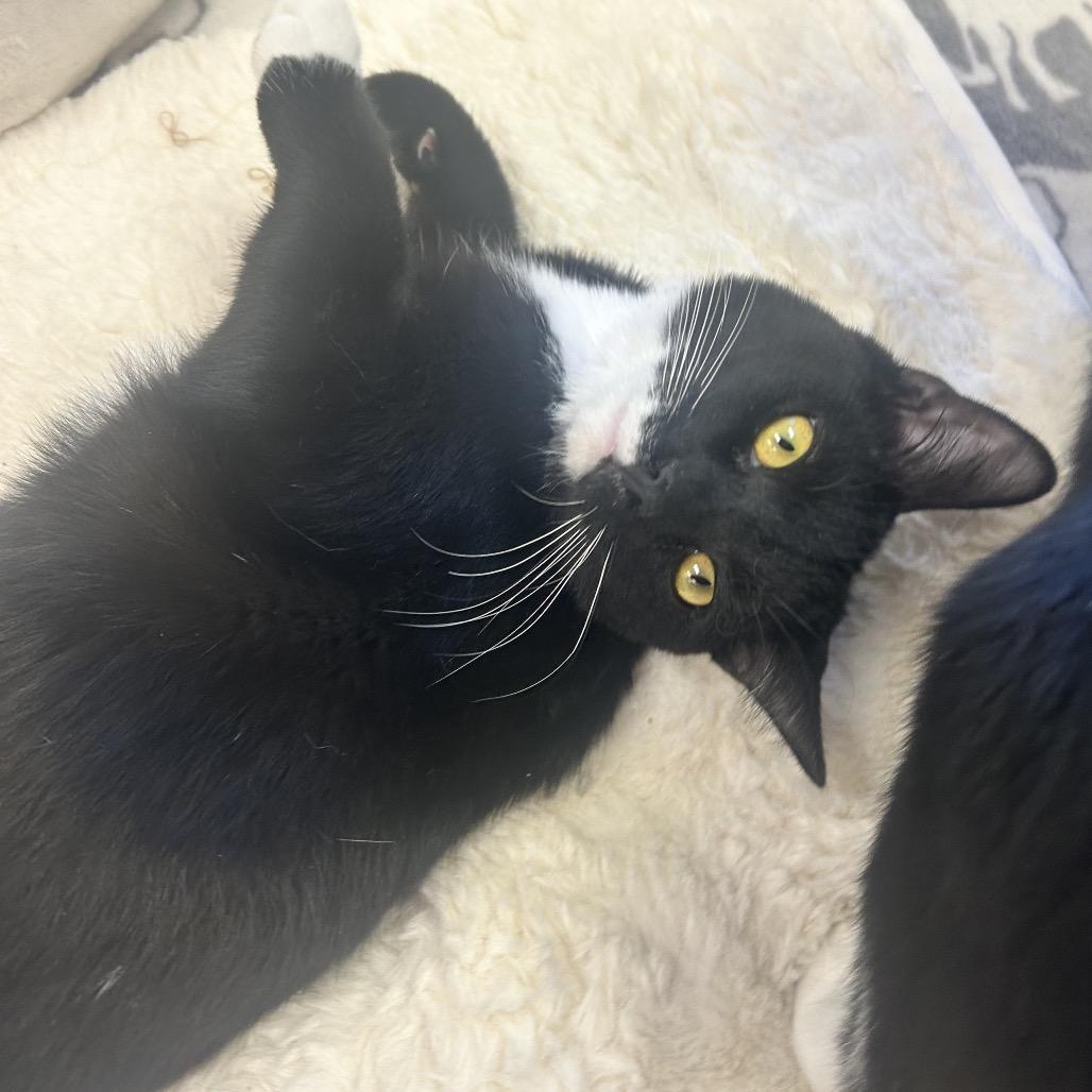Enlarge Atlas, a Adoptable Domestic Short Hair in Philadelphia, PA image 1/6