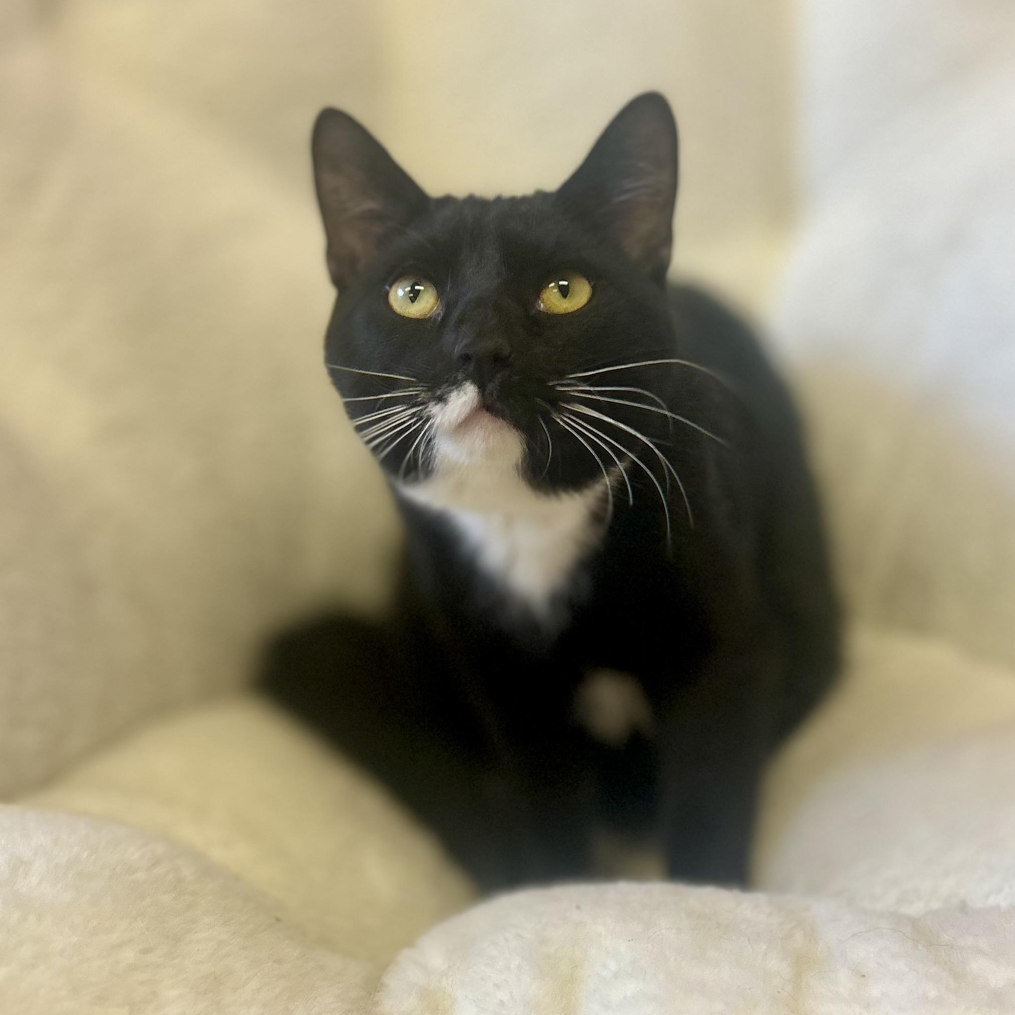 Atlas, a Adoptable Domestic Short Hair in Philadelphia, PA image 6/8