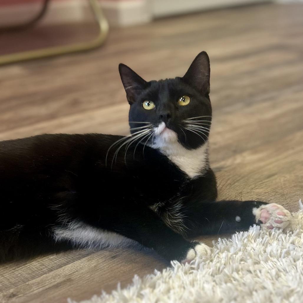Atlas, Adoptable, Adult Male Domestic Short Hair.