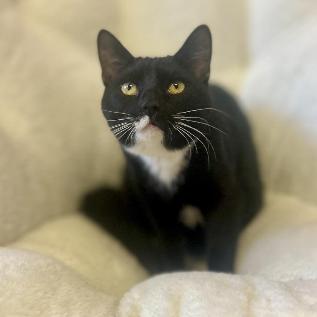 Enlarge Atlas, a Adoptable Domestic Short Hair in Philadelphia, PA image 4/6