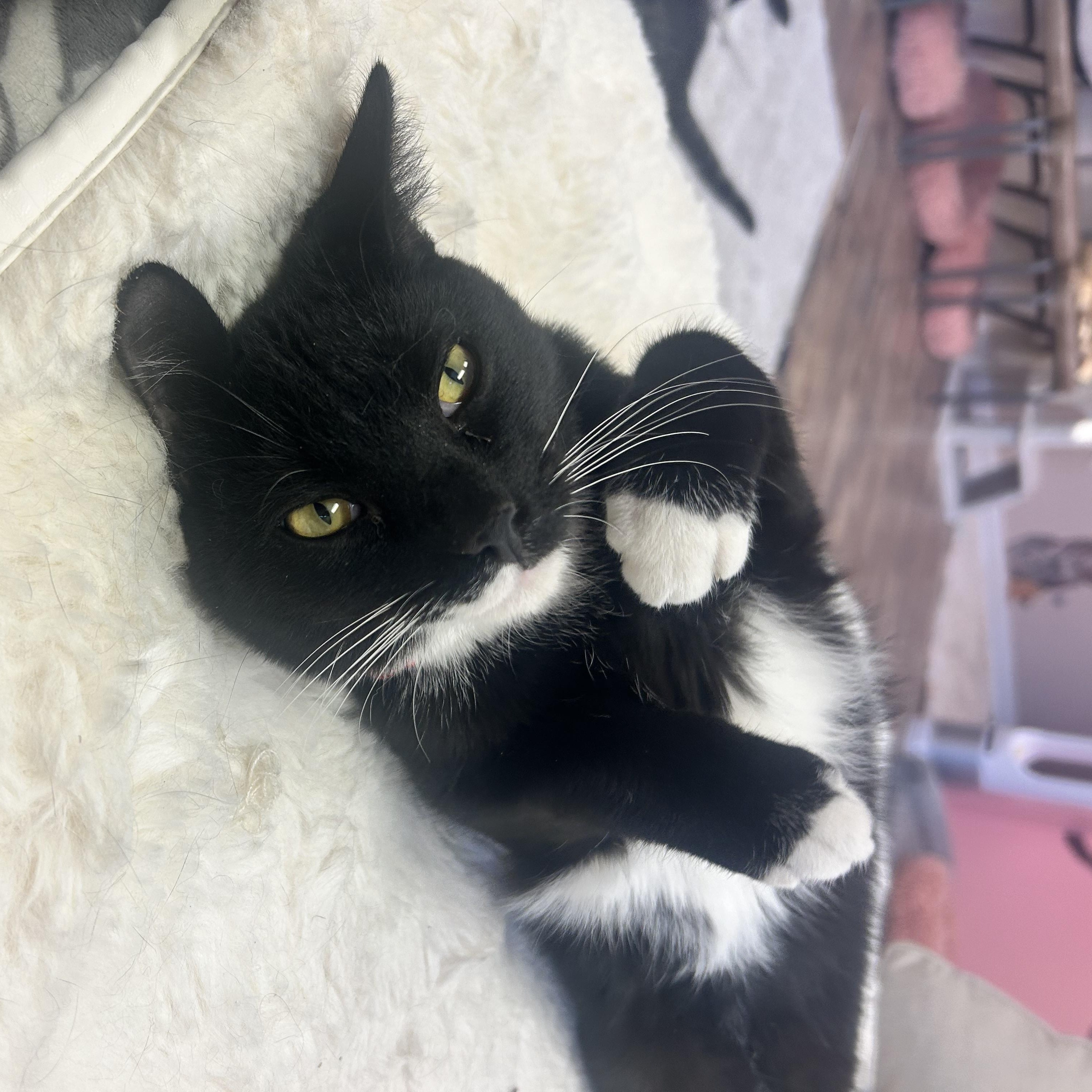 Enlarge Atlas, a Adoptable Domestic Short Hair in Philadelphia, PA image 8/8