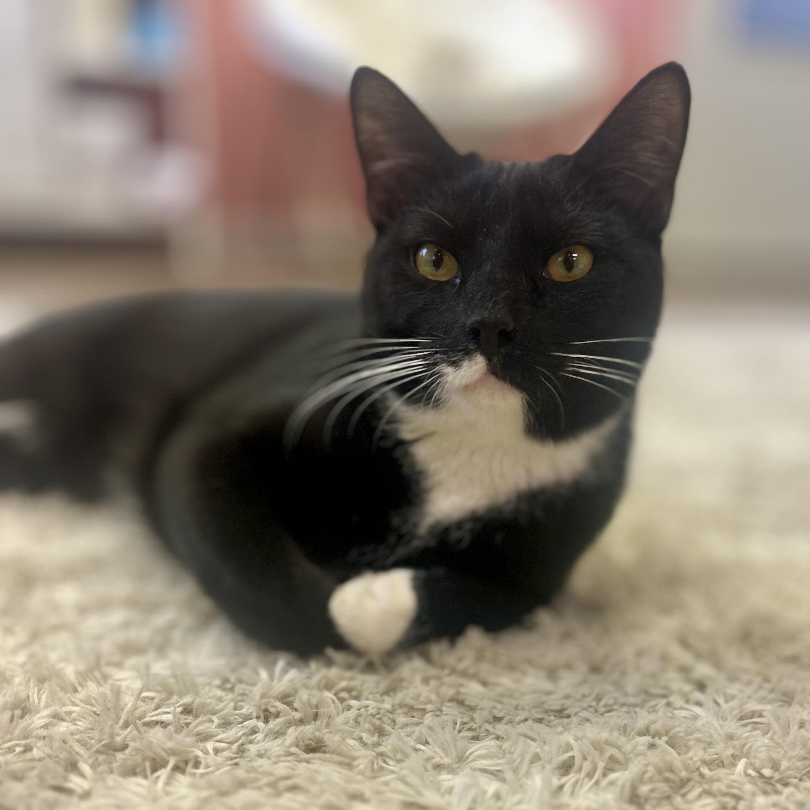 Atlas, Adoptable, Young Male Domestic Short Hair.