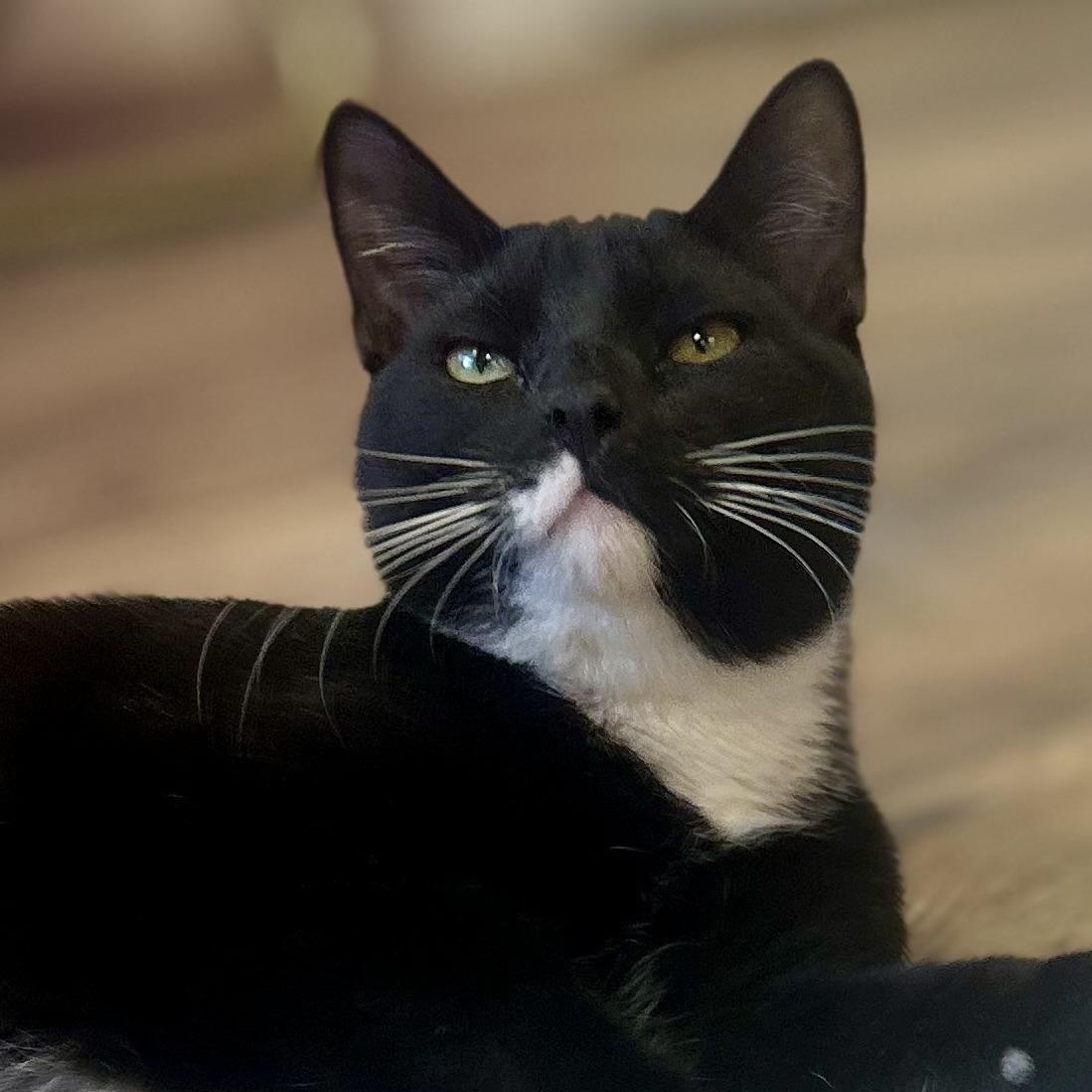 Atlas, a Adoptable Domestic Short Hair in Philadelphia, PA image 2/8