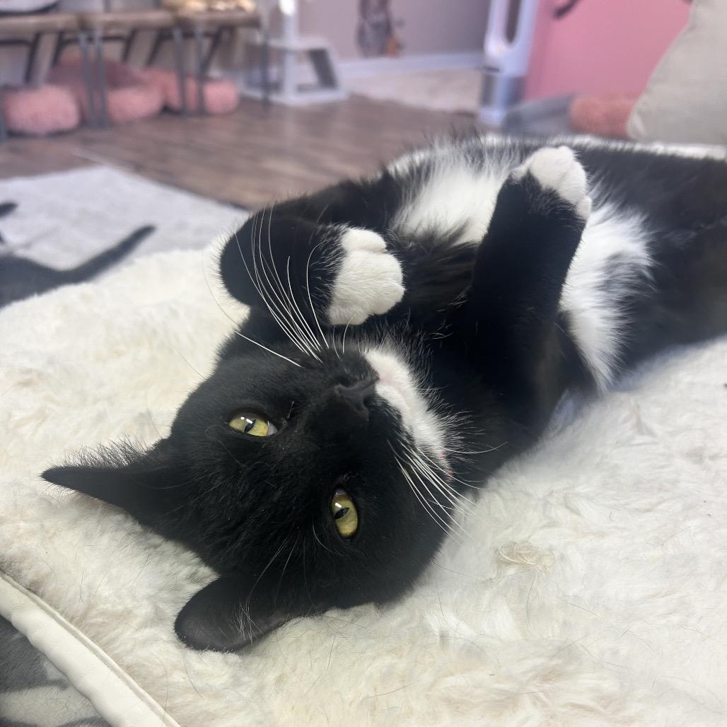 Enlarge Atlas, a Adoptable Domestic Short Hair in Philadelphia, PA image 5/6