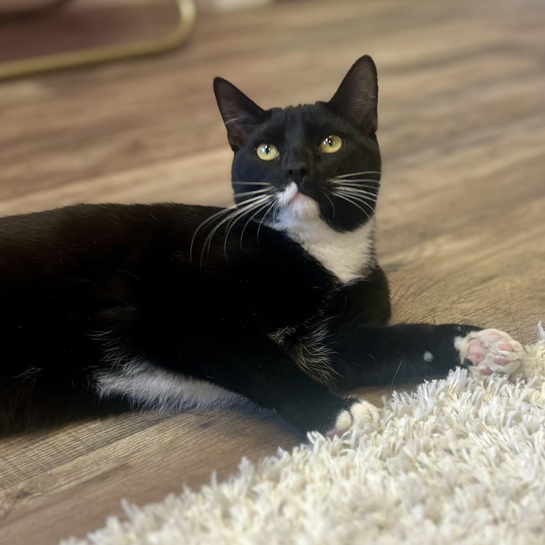 Atlas, a Adoptable Domestic Short Hair in Philadelphia, PA image 4/8