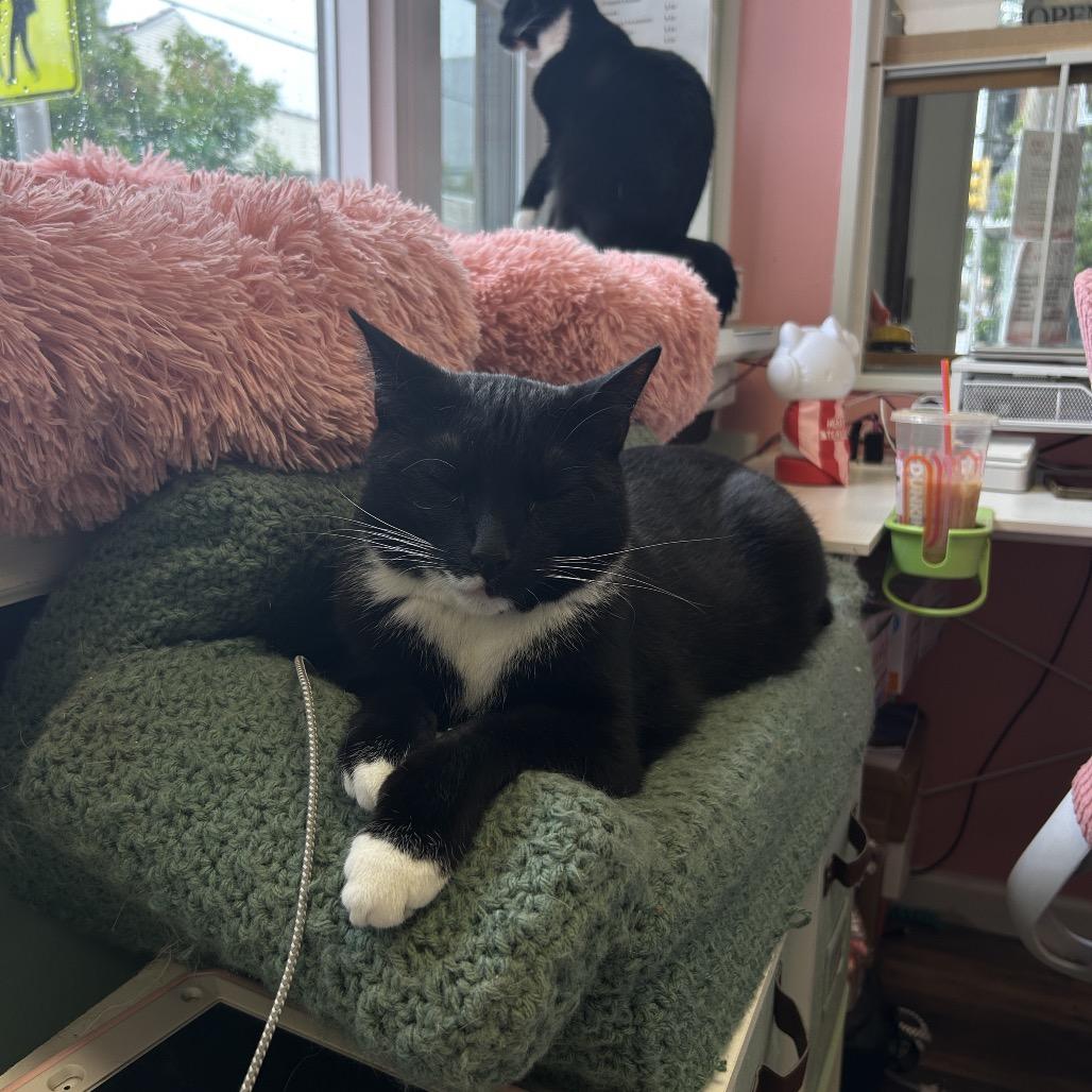 Enlarge Atlas, a Adoptable Domestic Short Hair in Philadelphia, PA image 2/6
