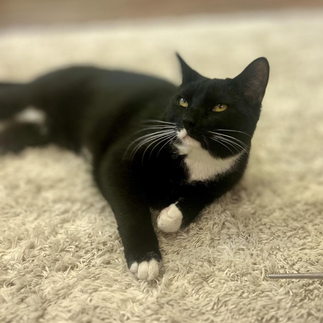 Enlarge Atlas, a Adoptable Domestic Short Hair in Philadelphia, PA image 6/6