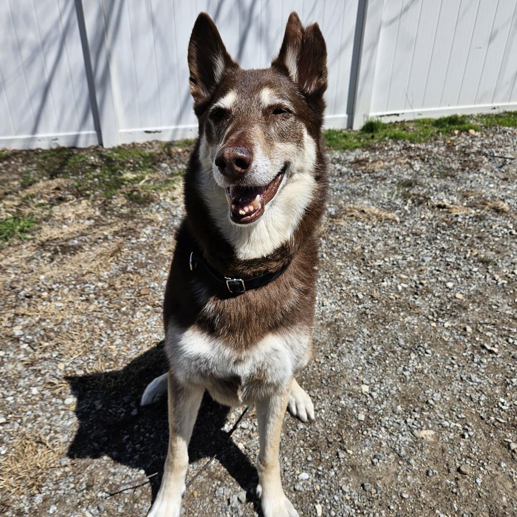 Sashi, a Adoptable mixed breed in Concord, NH image 1/5