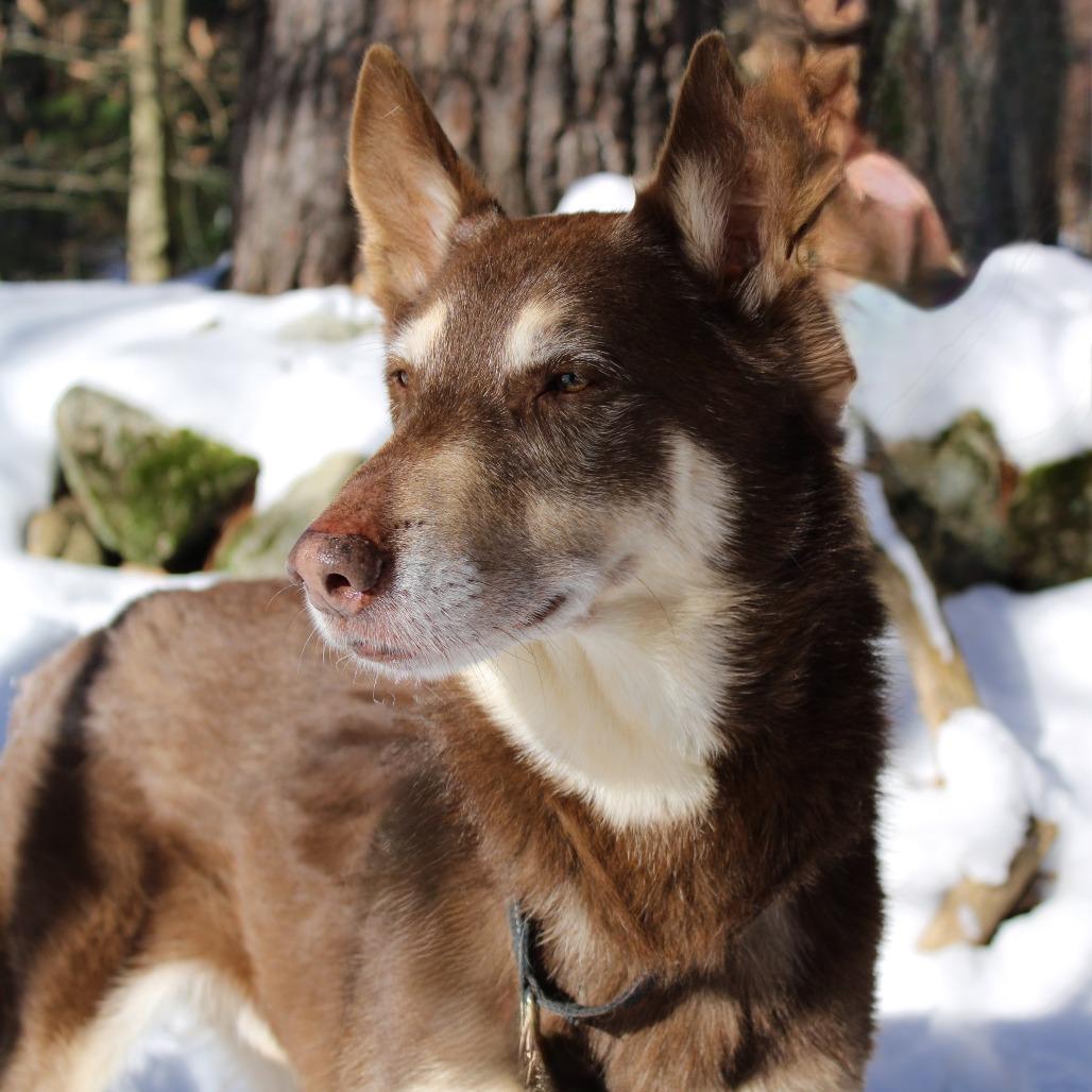 Enlarge Sashi, a Adoptable mixed breed in Concord, NH image 1/4