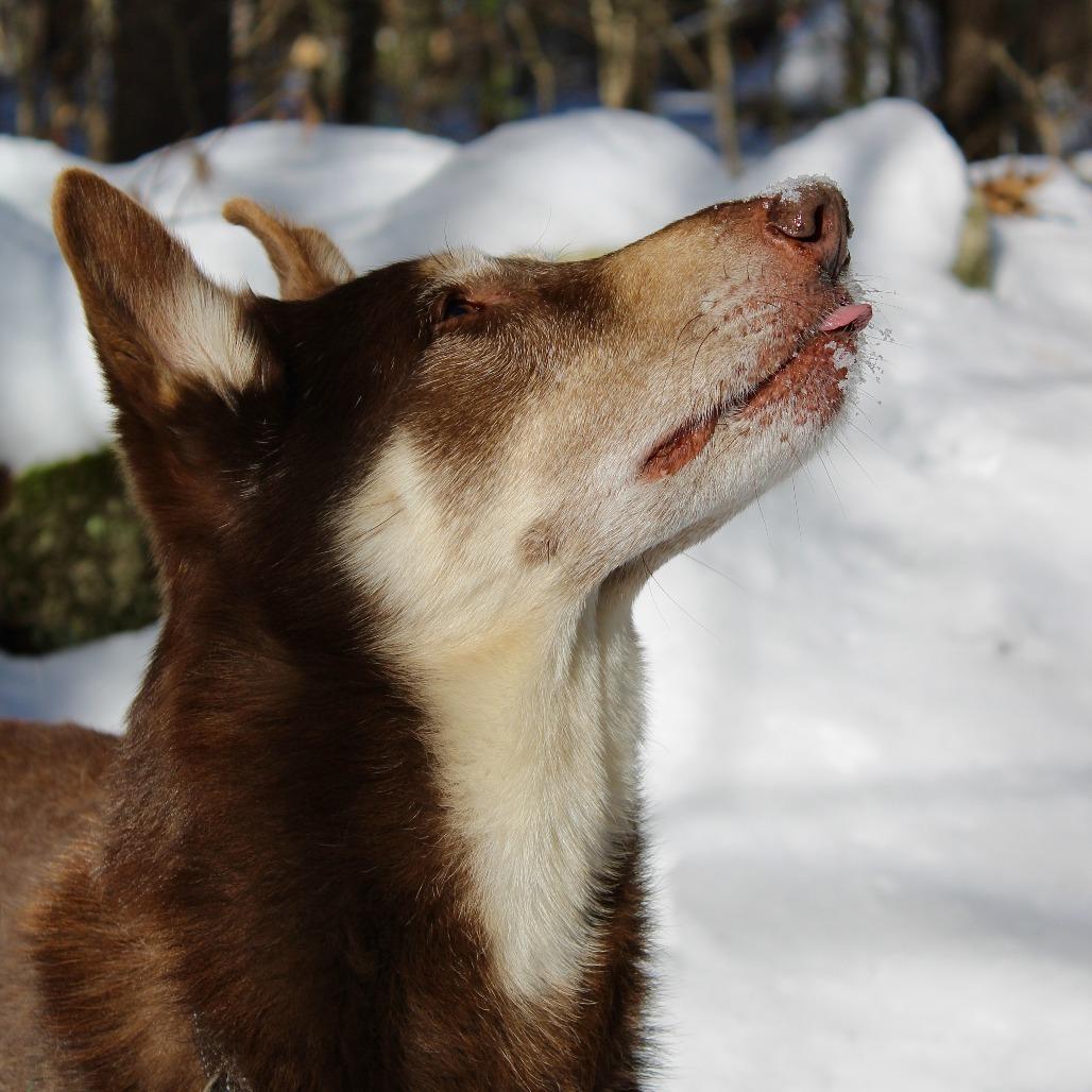 Enlarge Sashi, a Adoptable mixed breed in Concord, NH image 3/4