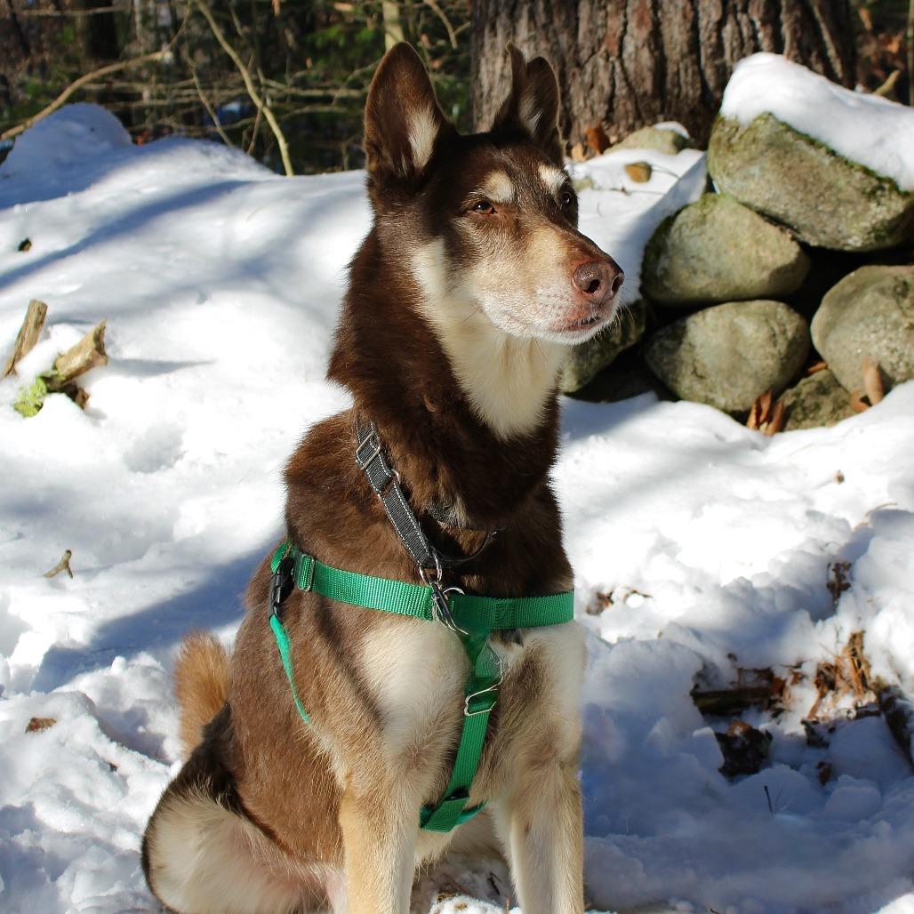 Enlarge Sashi, a Adoptable mixed breed in Concord, NH image 4/4