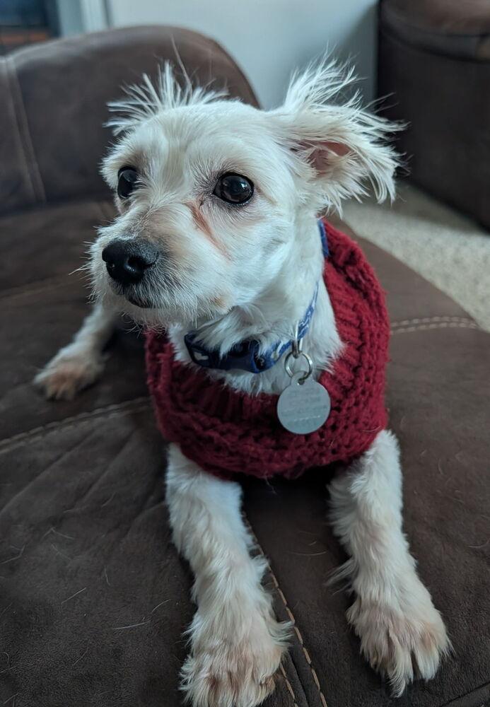 Gizmo, Adoptable, Young Male Maltese & Yorkshire Terrier.
