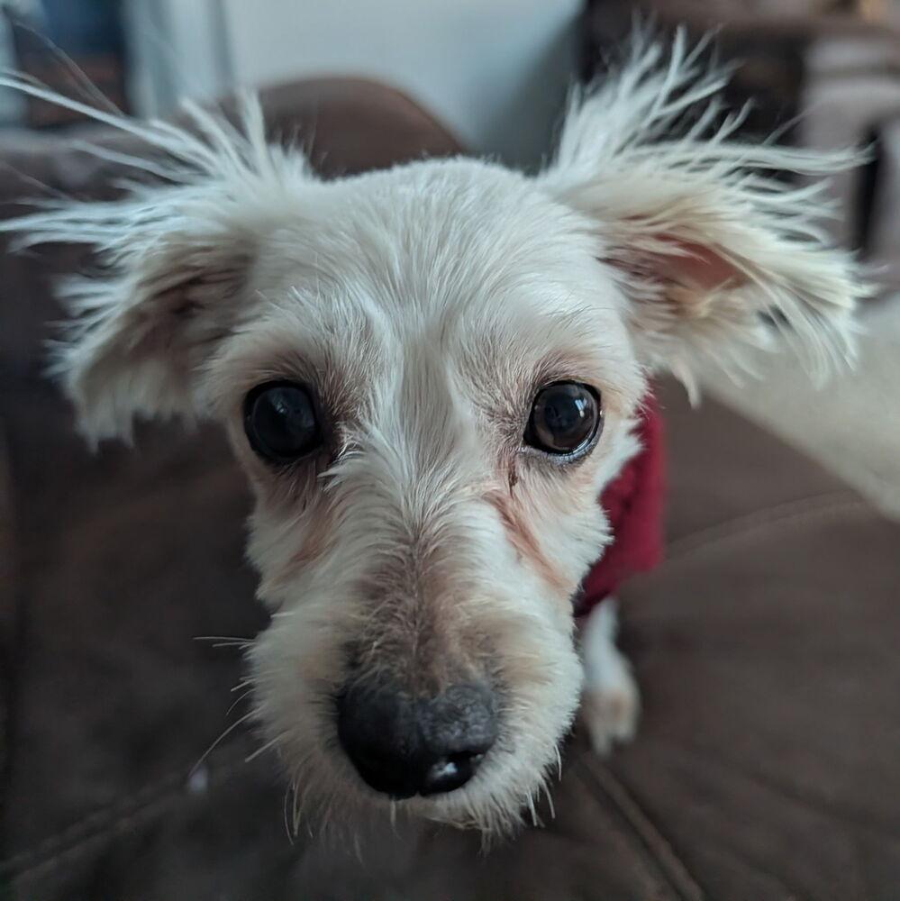 Enlarge Gizmo, a Adoptable mixed breed in East Greenville, PA image 2/6