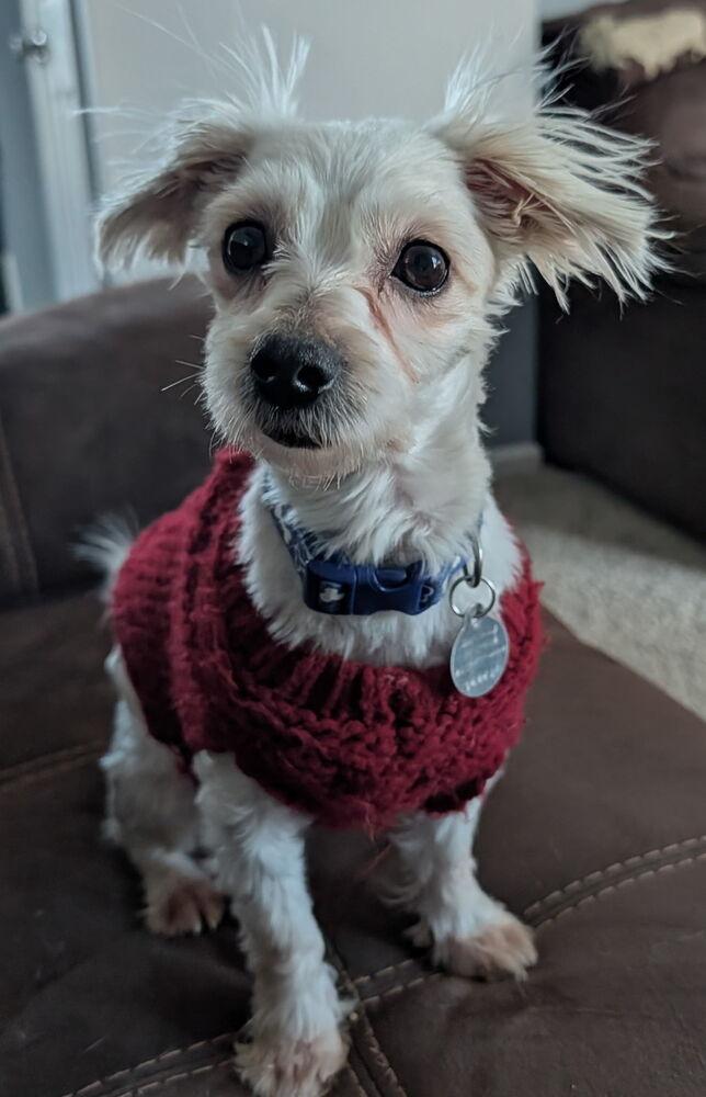 Enlarge Gizmo, a Adoptable mixed breed in East Greenville, PA image 3/6