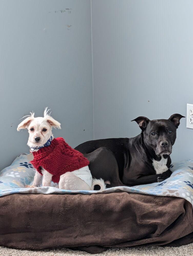 Enlarge Gizmo, a Adoptable mixed breed in East Greenville, PA image 4/6