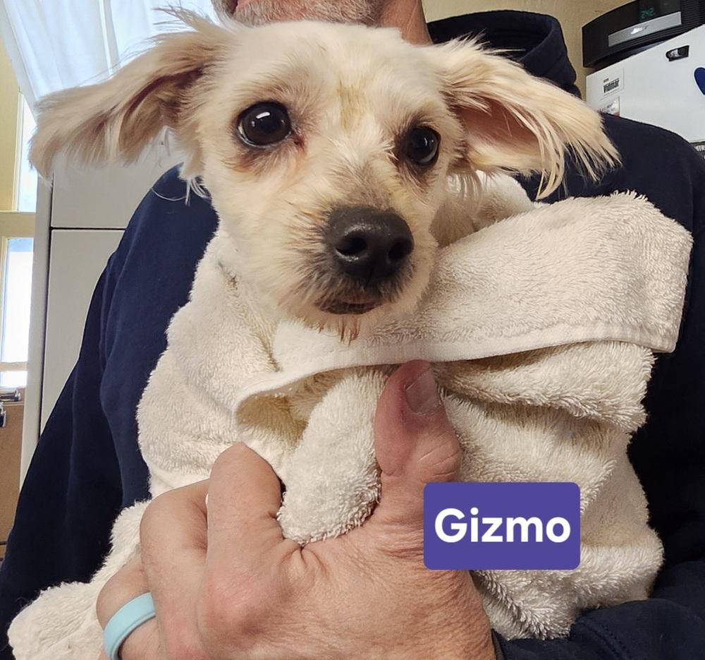 Enlarge Gizmo, a Adoptable mixed breed in East Greenville, PA image 5/6