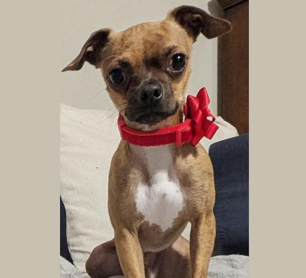 Chip, Adoptable, Adult Male Chihuahua.