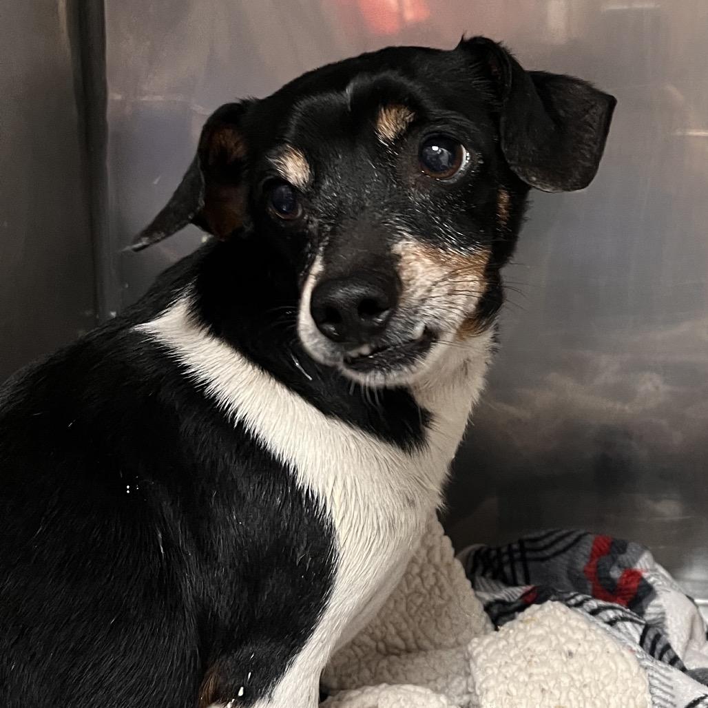 Peter pan, Adoptable, Senior Male Chihuahua.