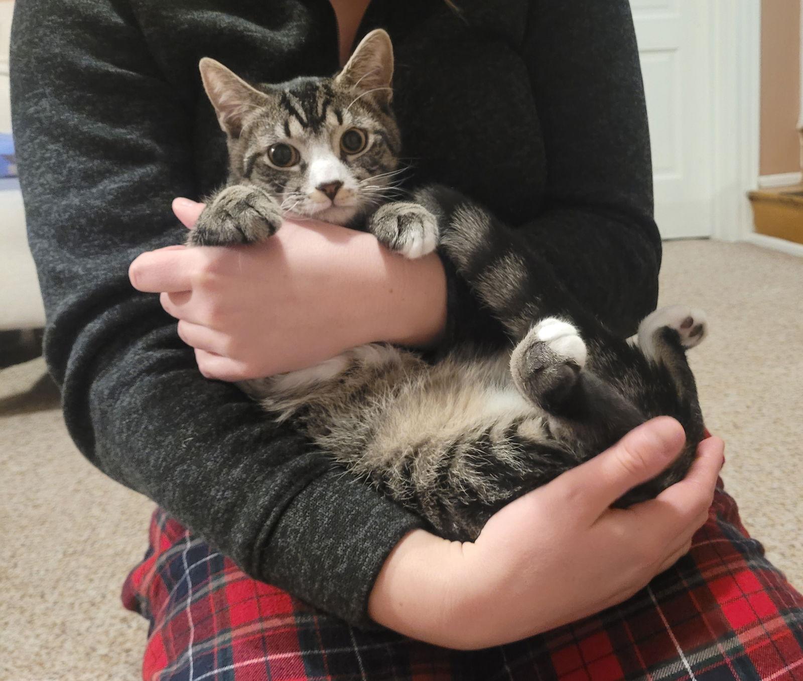 Yuna, a Adoptable Domestic Short Hair in Trexlertown, PA image 1/3