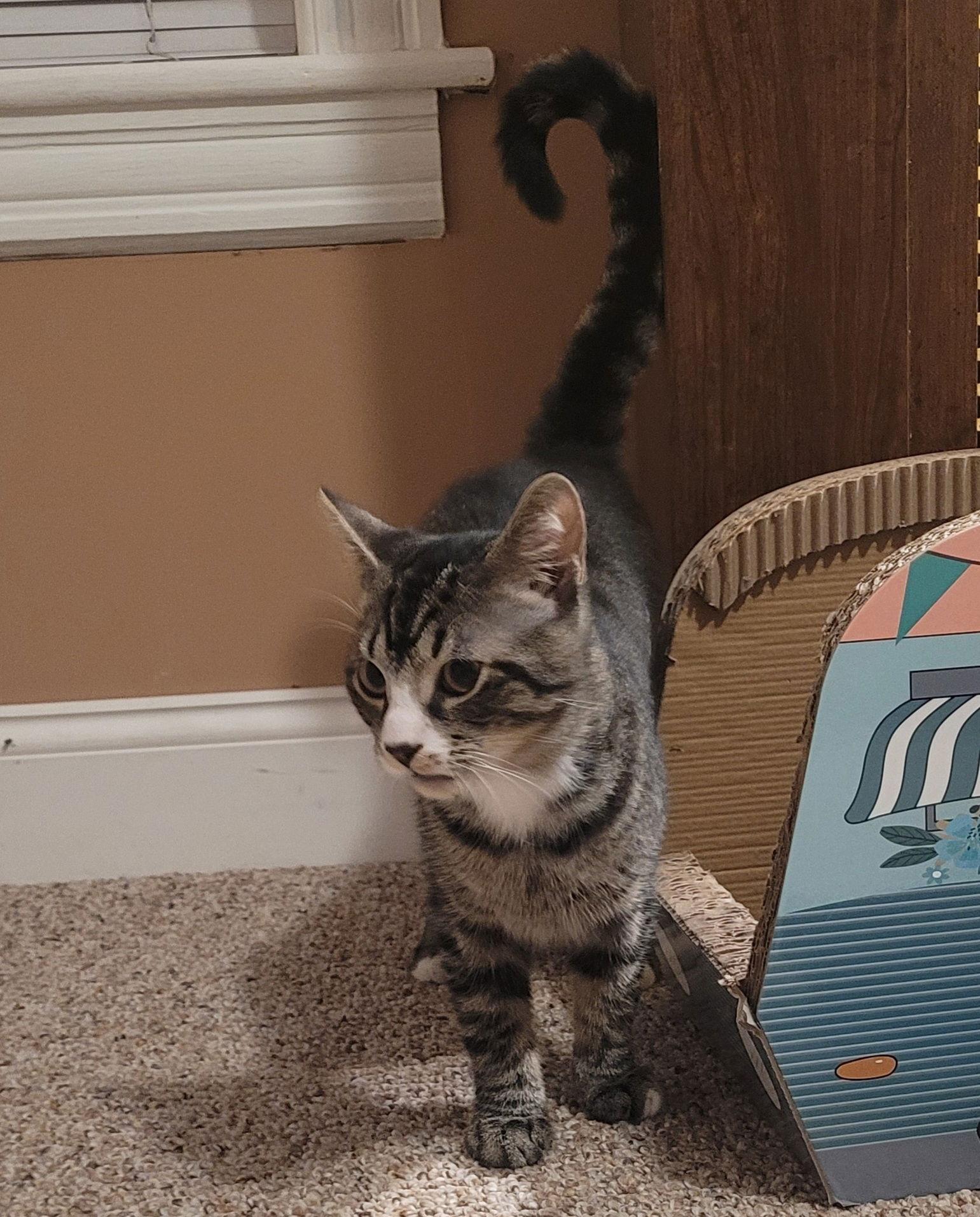 Yuna, a Adoptable Domestic Short Hair in Trexlertown, PA image 2/3