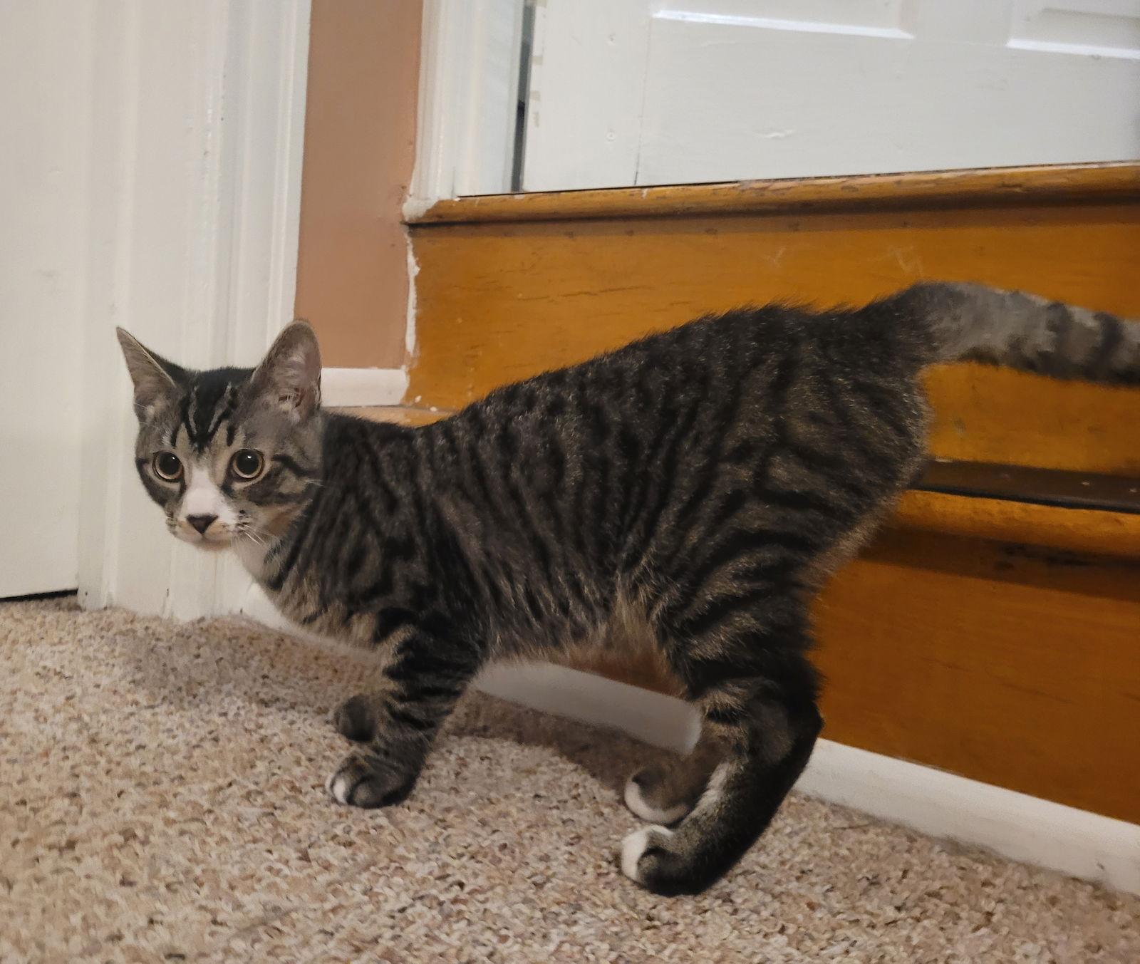 Yuna, a Adoptable Domestic Short Hair in Trexlertown, PA image 3/3