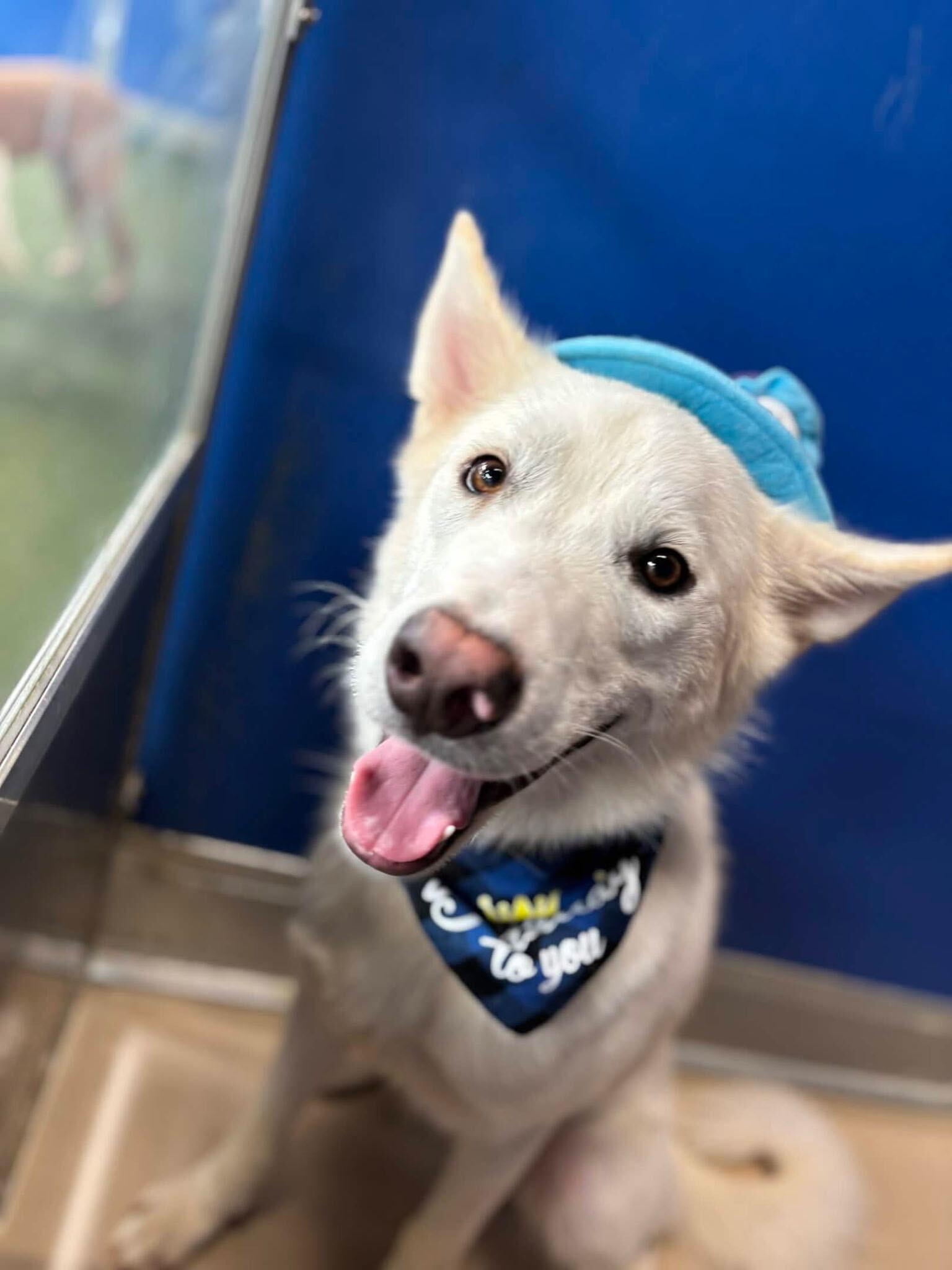 Enlarge Scratch, an adoptable mixed breed in Novato, CA image 3/5