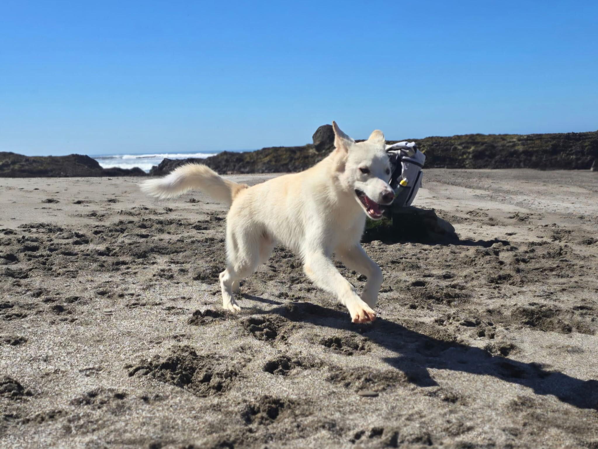 Enlarge Scratch, an adoptable mixed breed in Novato, CA image 4/5