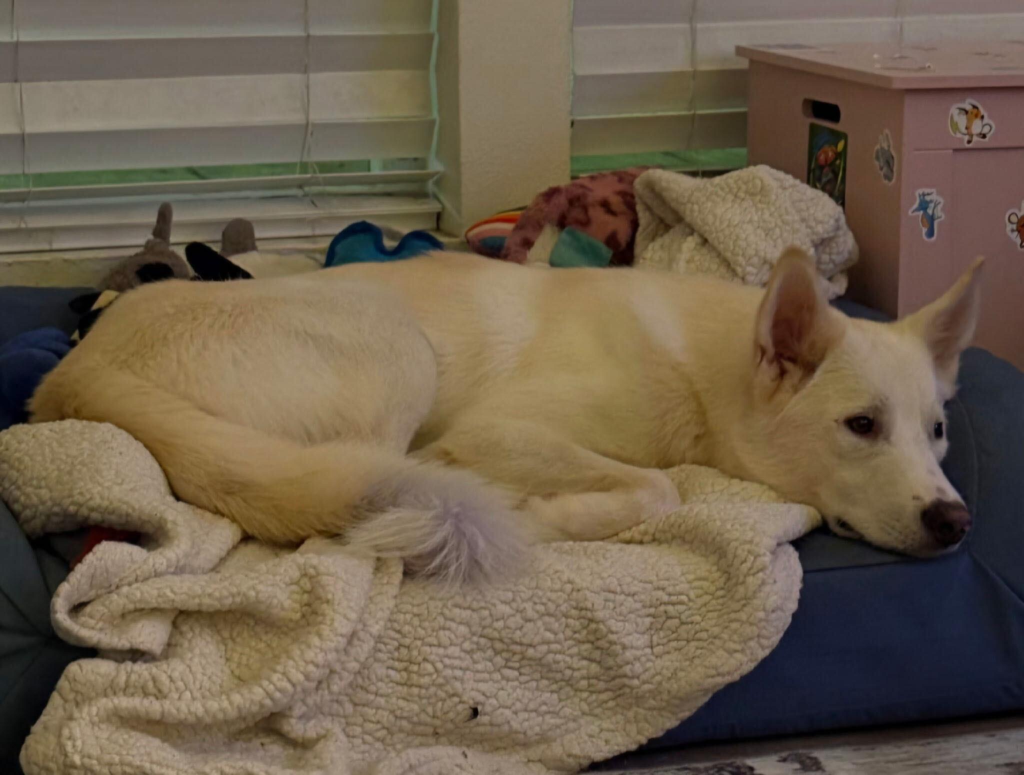 Enlarge Scratch, an adoptable mixed breed in Novato, CA image 2/5