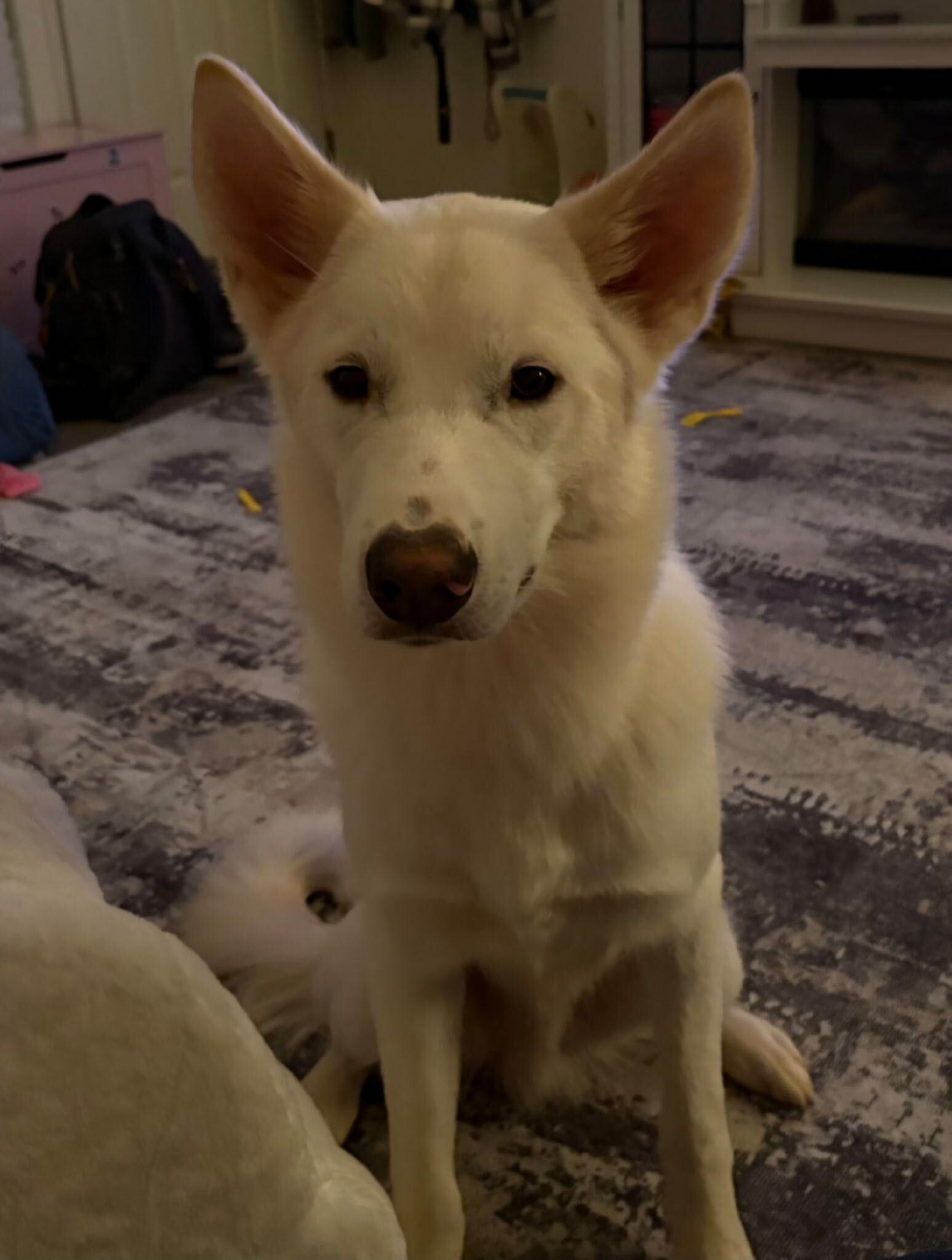 Scratch, adoptable, Young Male Alaskan Malamute & White German Shepherd.