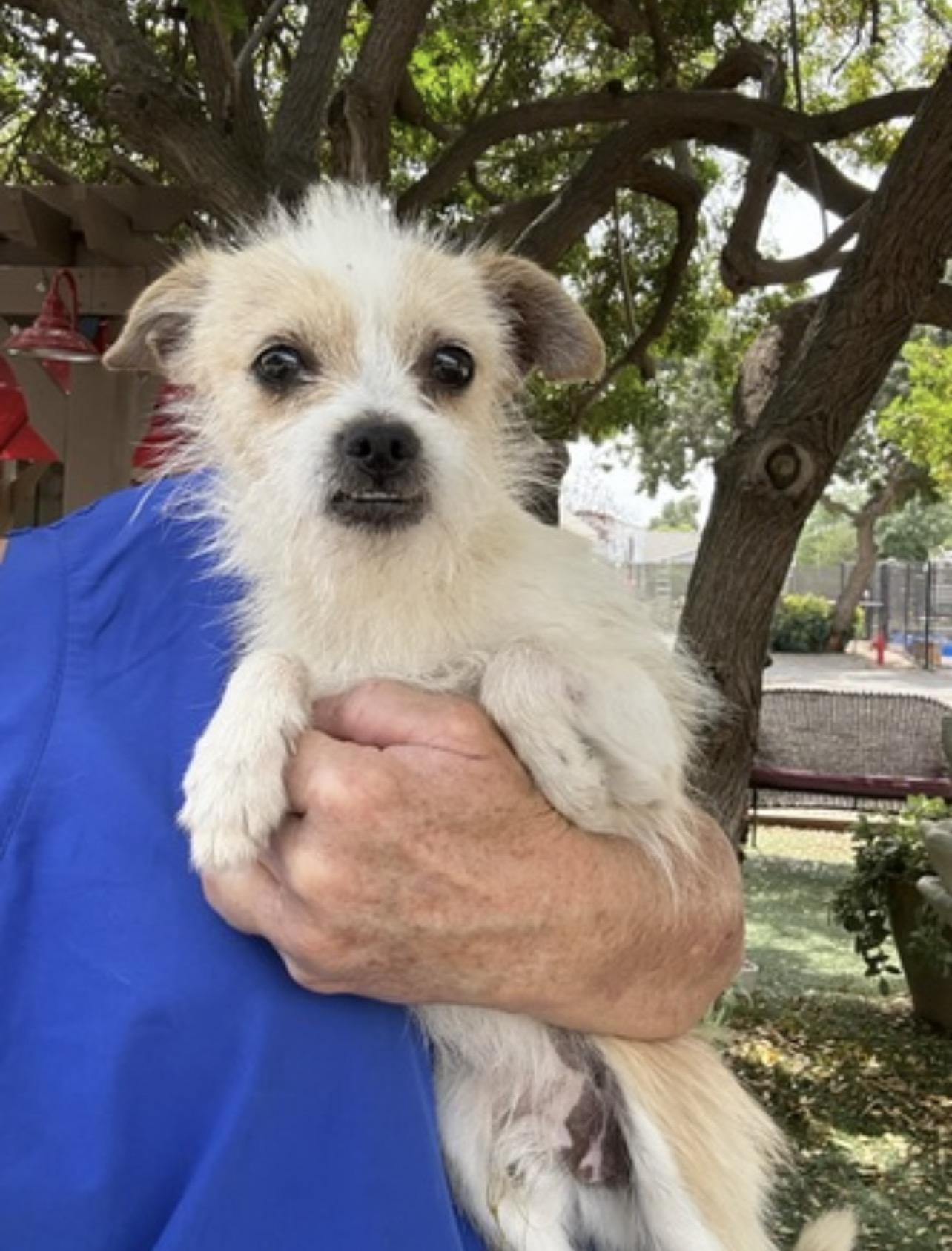 JoJo, ADOPTABLE, Young Male Terrier.