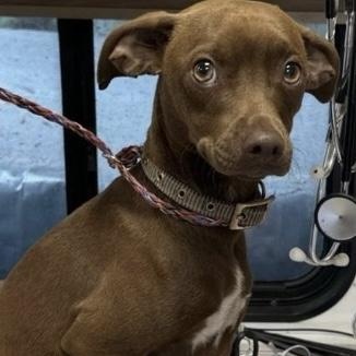 Liam, a Adoptable mixed breed in Santa Rosa, CA image 1/2