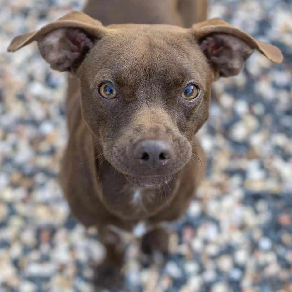 Liam, a Adoptable mixed breed in Santa Rosa, CA image 2/2