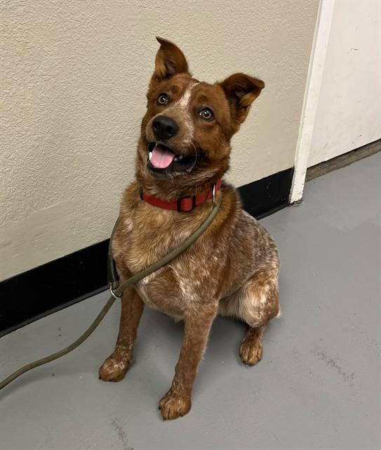 Enlarge Chili, a ADOPTABLE Australian Cattle Dog / Blue Heeler in Phoenix, OR image 3/6