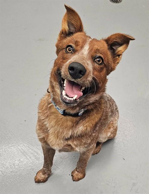 Enlarge Chili, a ADOPTABLE Australian Cattle Dog / Blue Heeler in Phoenix, OR image 6/6